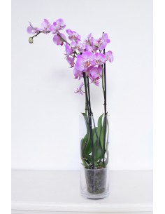 Doble spike phalaenopsis... 2