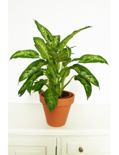 DIEFFENBACHIA 2