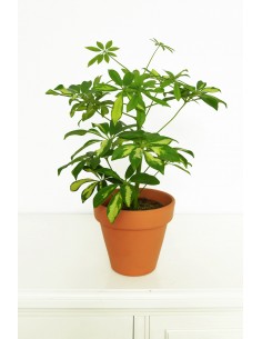 SCHEFFLERA 2