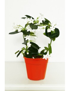 Stephanotis o Jazmín de... 2