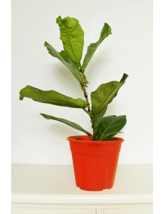 Ficus Lyrata 2