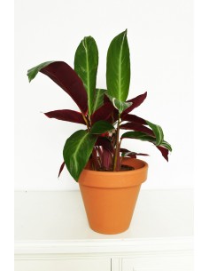 Maranta Trio Star, Calathea... 2