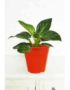 Philodendron cobra 2