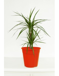 Dracena marginata 2