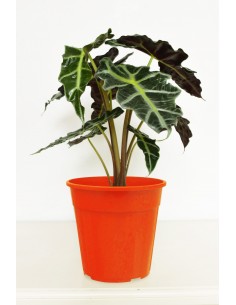 ALOCASIA 2