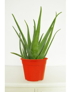 ALOE VERA 2