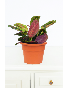 Maranta Tricolor / Flor de... 2