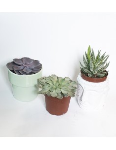 Trio de suculentas 2