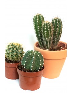 Trio de cactus 2