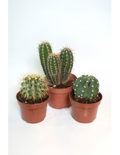 Trio de cactus
