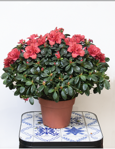 Azalea roja
