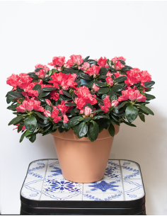 Azalea roja 2