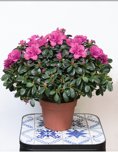 Azalea Fucsia