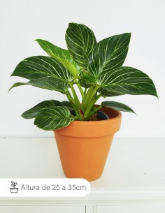 Philodendron cobra
