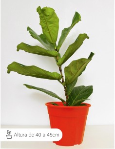 Ficus Lyrata