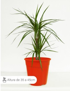 Dracena marginata