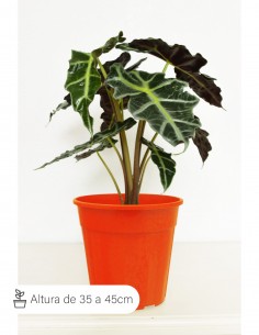 ALOCASIA