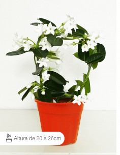 Stephanotis o Jazmín de...
