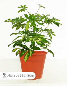 SCHEFFLERA