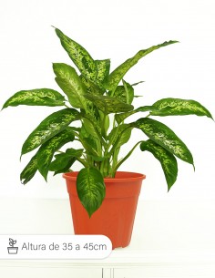 DIEFFENBACHIA