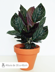 Calathea Wavestar