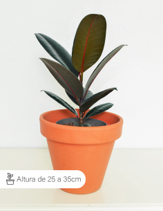 FICUS ROBUSTA