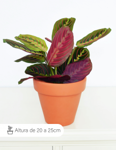 Maranta Tricolor / Flor de...