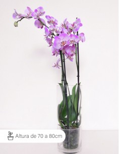 Doble spike phalaenopsis...