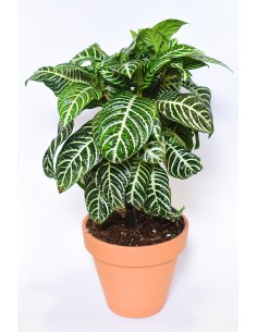 Aphelandra o Añilillo 2