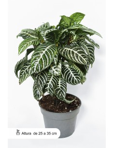 Aphelandra o Añilillo