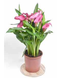 CALA O LIRIO DE AGUA