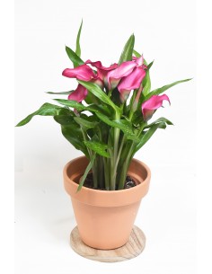 copy of Catalathea 2