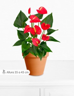 ANTHURIUM