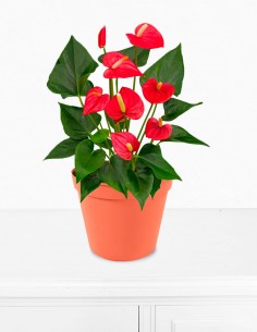 ANTHURIUM 2